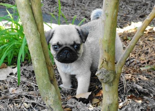 **wanted pugs 4 x-mass ready now**1 black boy & 1 light fawn girl available for 5* homes. - Singapore Pets Portal | Sg Pets